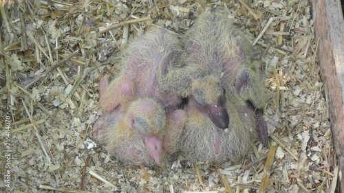 Two Newborns postal pigeons photo