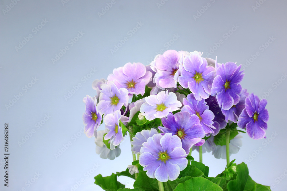プリムラ ジュリアン オブコニカ 紫の花 冬の花 Stock Photo Adobe Stock プリムラ ジュリアン オブコニカ 紫の花 冬の花 Stock Photo Adobe Stock