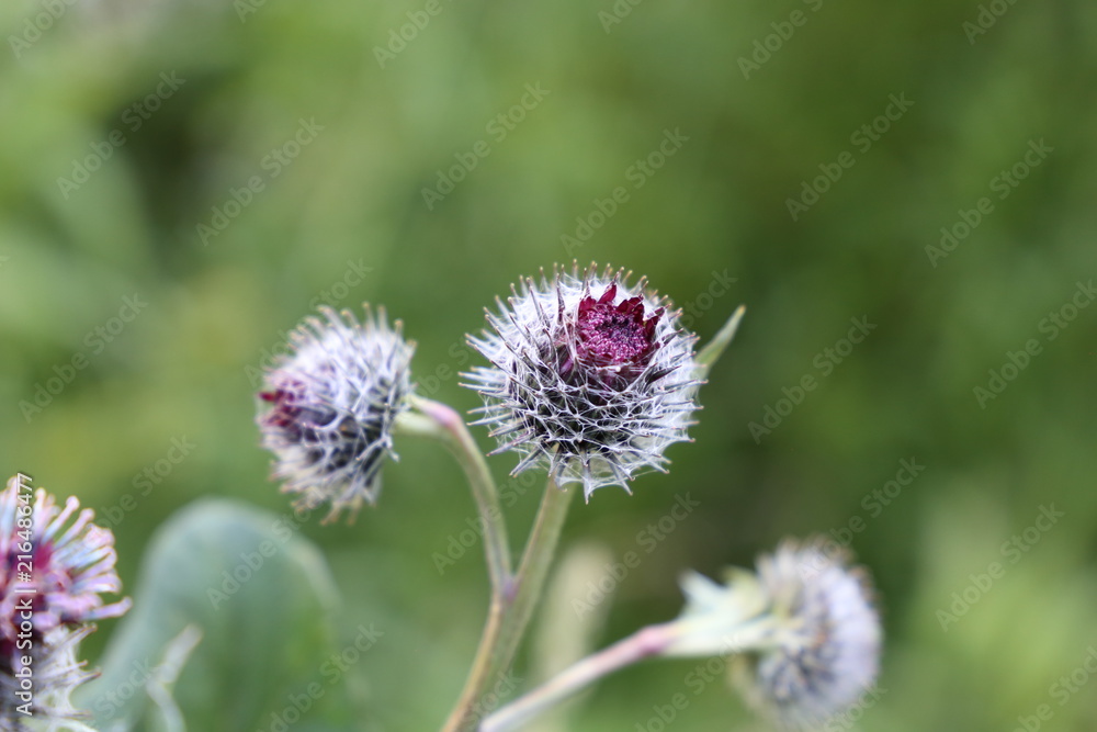 Blume im Gebirge Blume im Gebirge