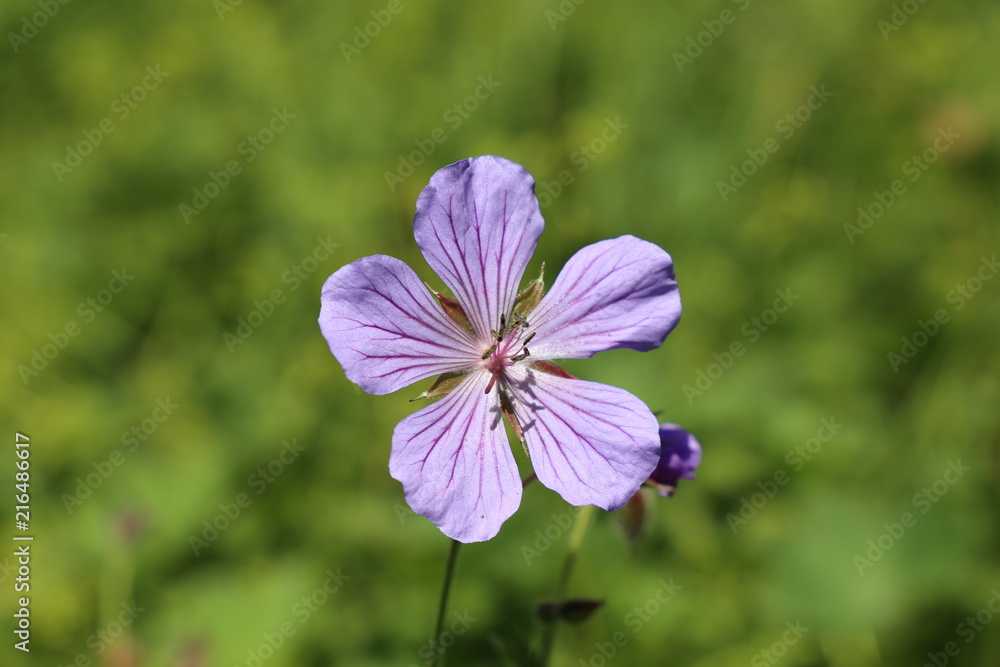 Blume im Gebirge Blume im Gebirge