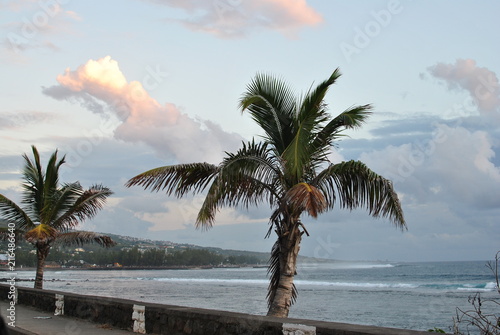 Palm tree moved by the wind. Waterfornt. Sunset in Reunion Island.