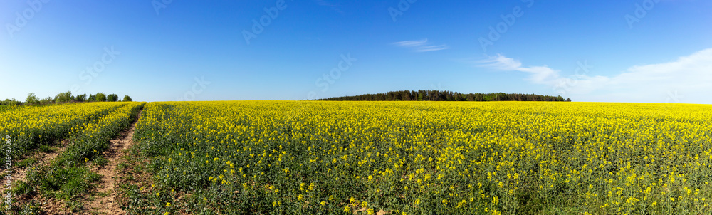 A field filled with rape flowers with a blue sky in the background