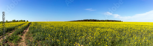 A field filled with rape flowers with a blue sky in the background © madredus