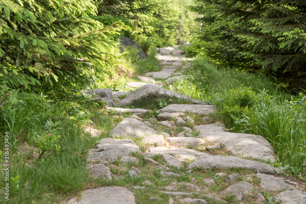 Stony hiking trail in the forest. Walking path for tourists Stony hiking trail in the forest. Walking path for tourists