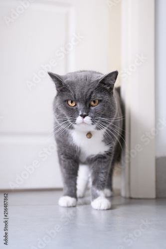 Cute British short hair cat, shot indoors