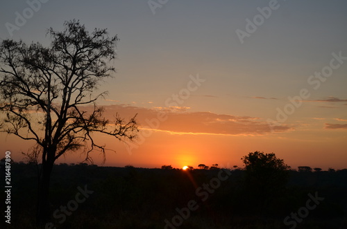 Sunset in Africa savannah