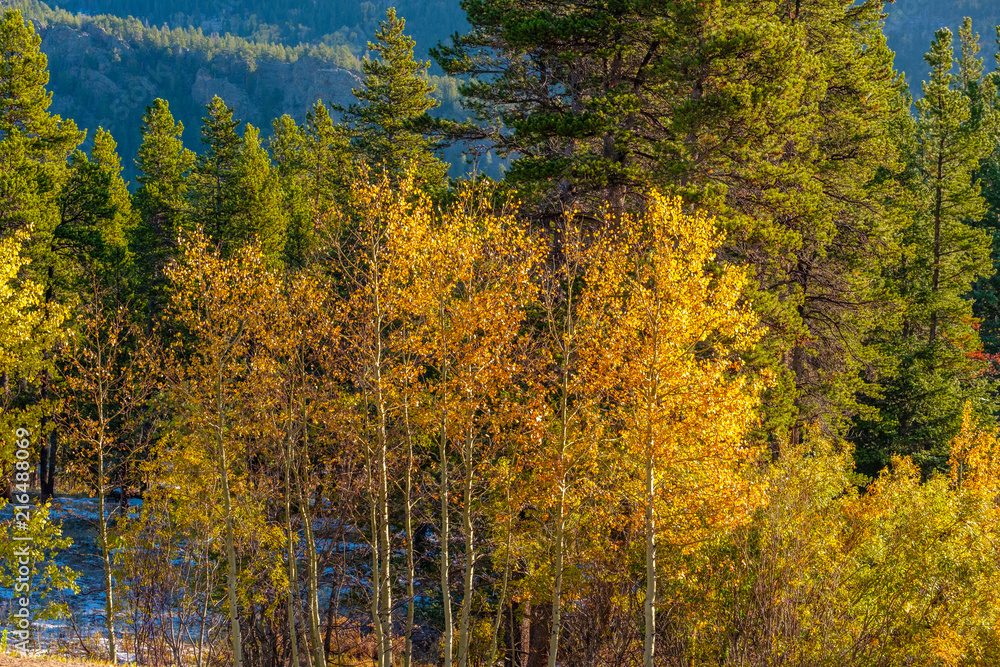 Season changing, first snow and autumn trees Season changing, first snow and autumn trees