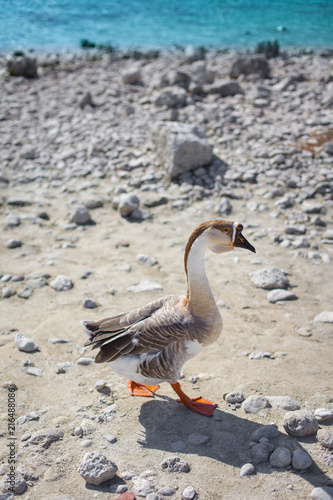 Duck walking near the sea photo