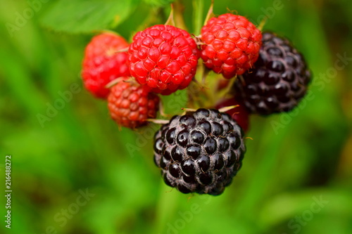 Blackberries on the bush. Blackberry is a subgenus of the genus Rubus of the family Rosaceae. Macro. Closeup.