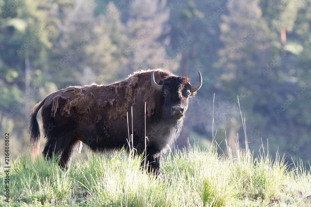 Bisonte, bufalo selvaggio nel parco Nazionale di Yellowstone Bisonte, bufalo selvaggio nel parco Nazionale di Yellowstone