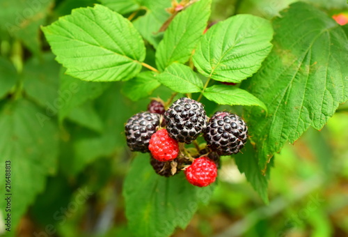 Blackberries on the bush. Blackberry is a subgenus of the genus Rubus of the family Rosaceae. Macro. Closeup.