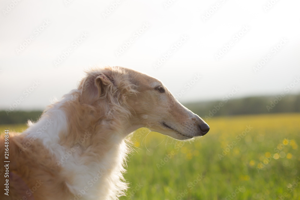 Profile Portrait of beautiful russian borzoi dog on a green and yellow field background. Profile Portrait of beautiful russian borzoi dog on a green and yellow field background.