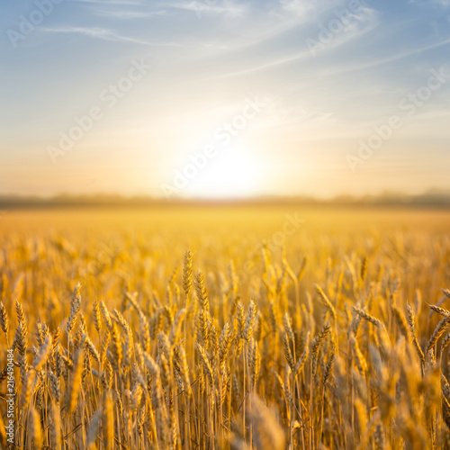 summer wheat field at the sunset  countryside scene
