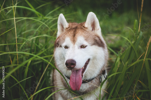 Close-up Portrait of cute Beige and white Siberian Husky dog sitting in the grass at the seaside © Anastasiia