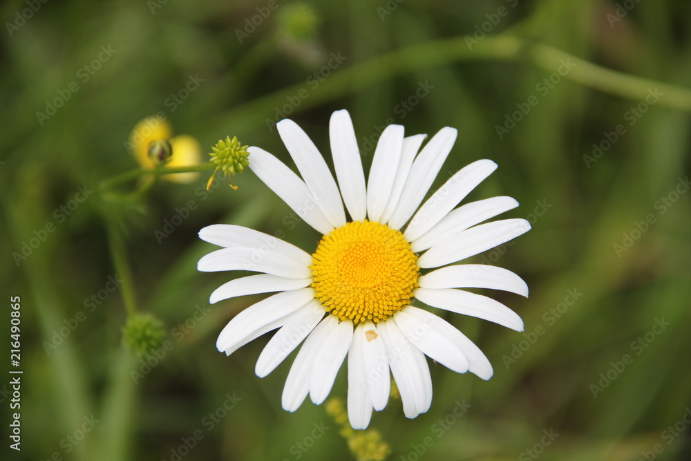 Chamomile, summer and good mood Chamomile, summer and good mood