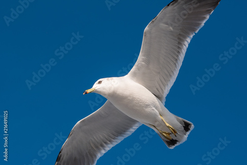 White dove flying on a blue sky background and clipping path. © Sumala