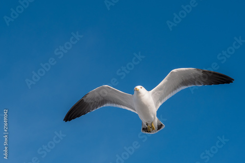 White dove flying on a blue sky background and clipping path.