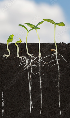 Long roots of cucumber sprouts under ground