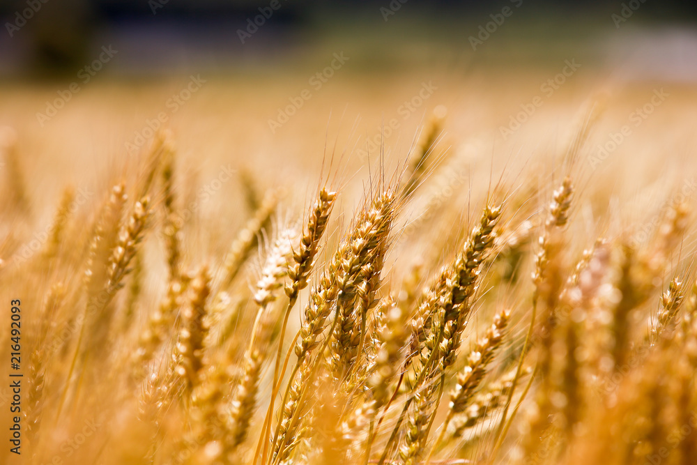 Fototapeta premium 小麦畑
