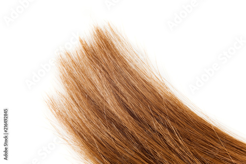 brown and shiny hair end isolated on white