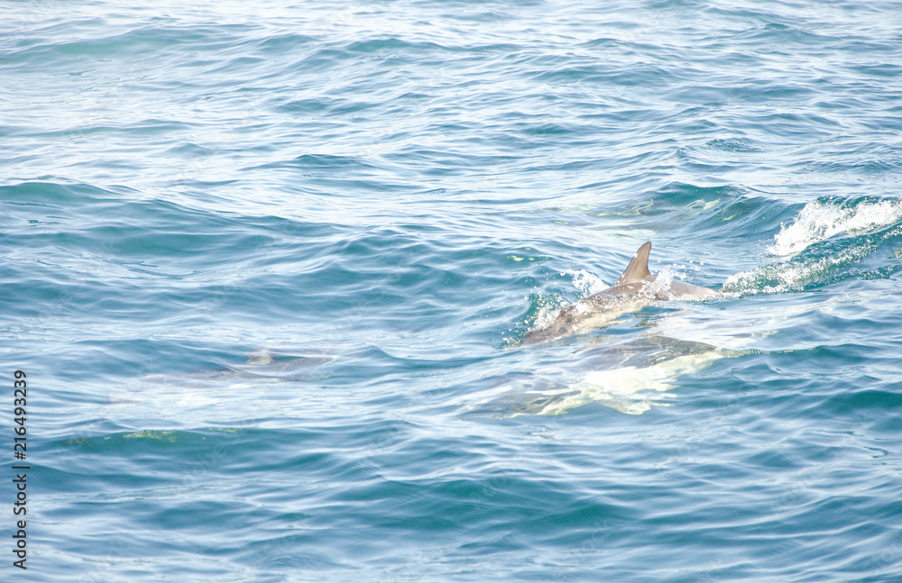 Obraz premium Dolphins in a natural environment. Algarve, Portugal