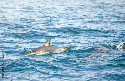 Dolphins in a natural environment. Algarve, Portugal © Carpentry