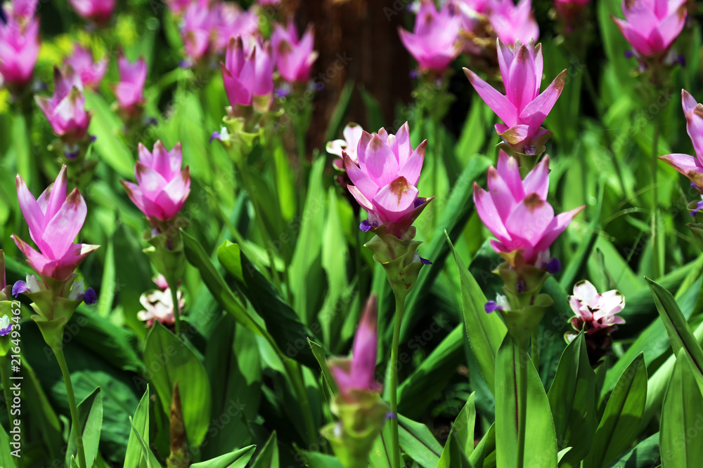 Curcuma sessilis gage or Curcuma sessilis (Clove flowers, Siam Tulip) blooming in the tropical rain forest of Thailand. Curcuma sessilis gage or Curcuma sessilis (Clove flowers, Siam Tulip) blooming in the tropical rain forest of Thailand.