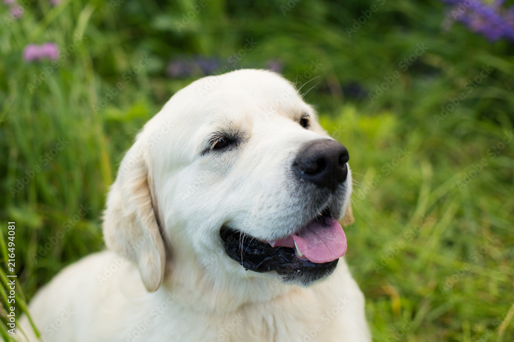 Close-up portrait of cute and happy golden retriever in the green grass and flowers background Close-up portrait of cute and happy golden retriever in the green grass and flowers background
