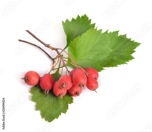 Crataegus sanguinea, common names redhaw hawthorn or Siberian hawthorn. Isolated on white photo