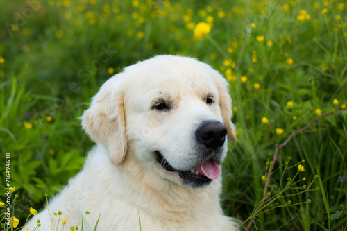 Profile portrait of lovely golden retriever dog sitting in the buttercup field in summer