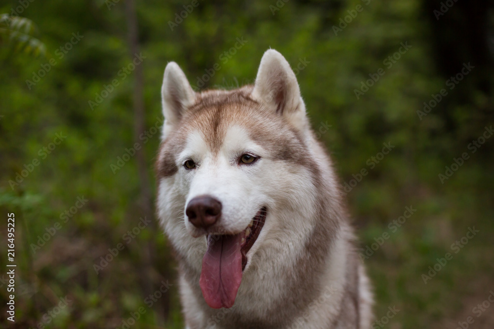 Close-up portrait of dog breed siberian husky with tonque hanging out sitting in the forest