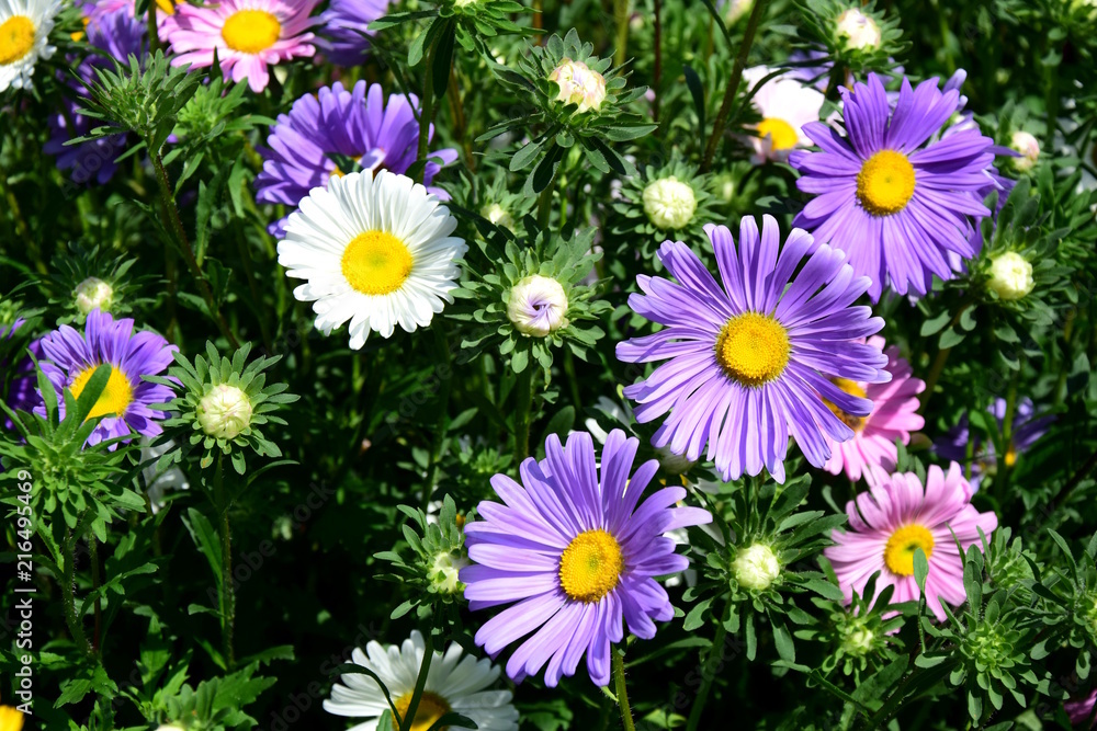 Fototapeta premium Lila und rosafarbene Astern in einem Blumenbeet im Garten