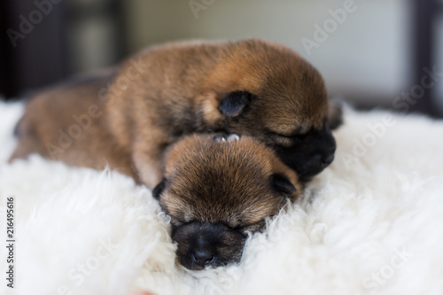Close-up portrait of two cute newborn Shiba Inu puppies sleeping on the white blanket. © Anastasiia