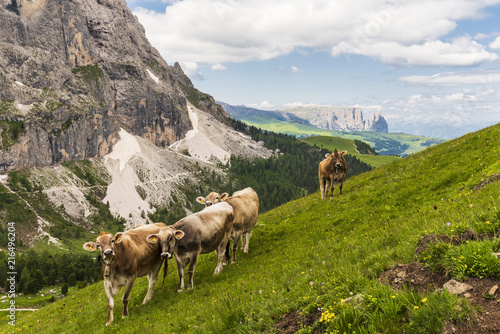 Cows grazing on the stunning mountains in the Italian Dolomites, part of the European Alps in summer