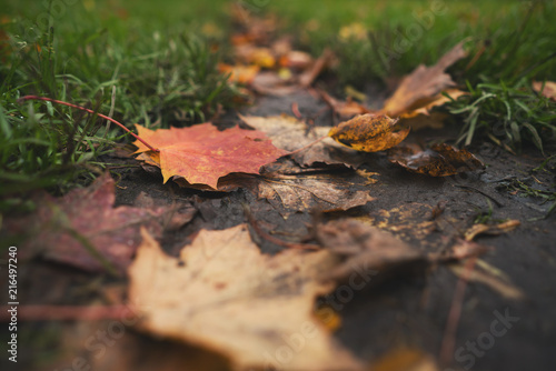 wet fallen autumn leaves on ground in mid october closeup low angle photo