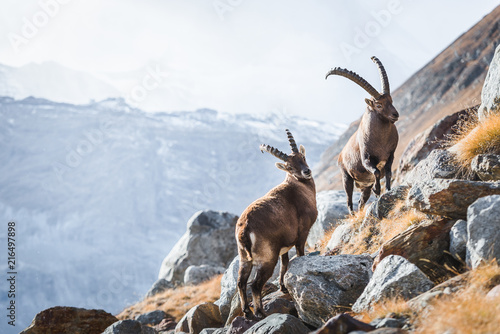 Fototapeta Naklejka Na Ścianę i Meble -  Goats Alps Zermatt Switzerland 