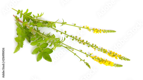 Agrimonia eupatoria, agrimony, church steeples or sticklewort. Isolated on white background