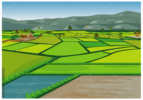 large paddy field vector design