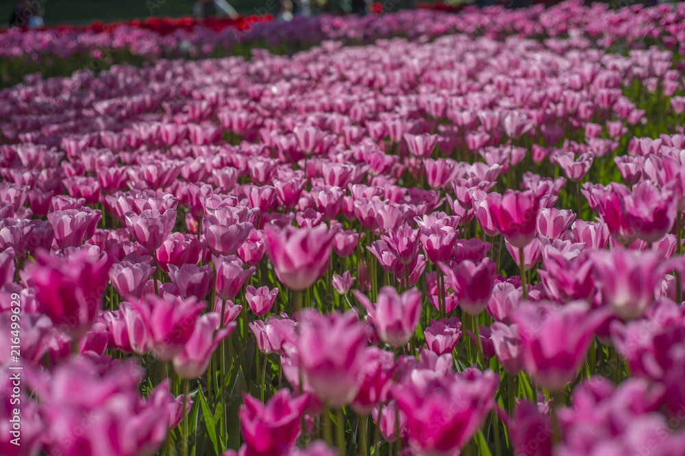 Tulips flower blooming in Turkey during spring time. Tulips flower blooming in Turkey during spring time.