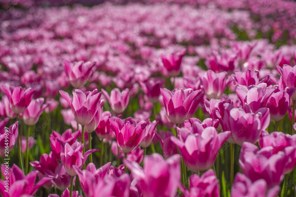 Tulips flower blooming in Turkey during spring time.