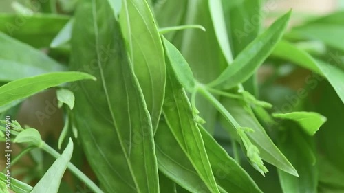 fresh kariyat herb plant rotation photo