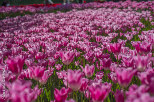 Tulips flower blooming in Turkey during spring time.