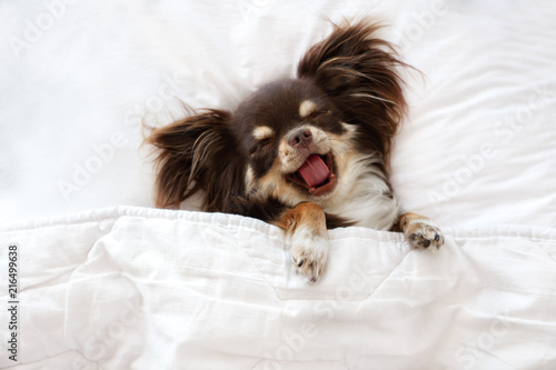 Canvas Print funny chihuahua dog sleeping on a pillow in bed