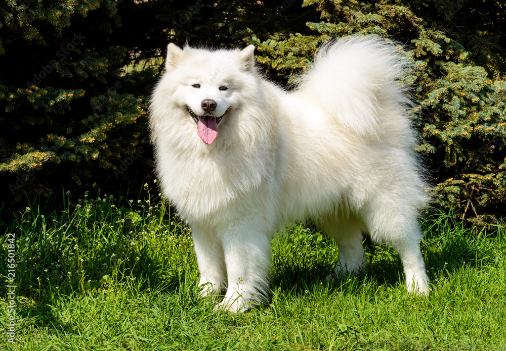 Samoyed looks in the camera. The Samoyed stands on the green grass in the city park. Samoyed looks in the camera. The Samoyed stands on the green grass in the city park.