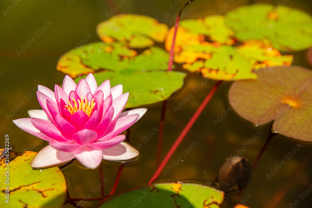 The water lily of the old pond is decorated with a colorful water lily The water lily of the old pond is decorated with a colorful water lily