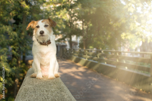 Canvastavla JACK RUSSELL DOG SITTING IN A BRIDGE AT SUNRIDE EARLY MORNING