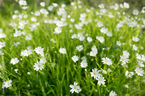 Flowering lawn Stellaria media © luchschenF