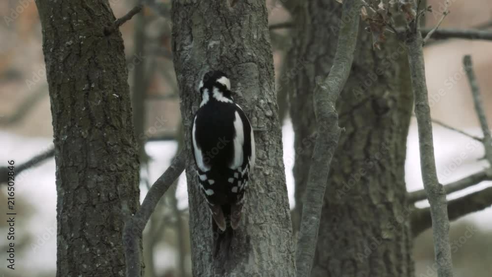 Woodpecker pecking a tree