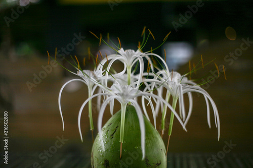 white flower decoration on a coconut photo