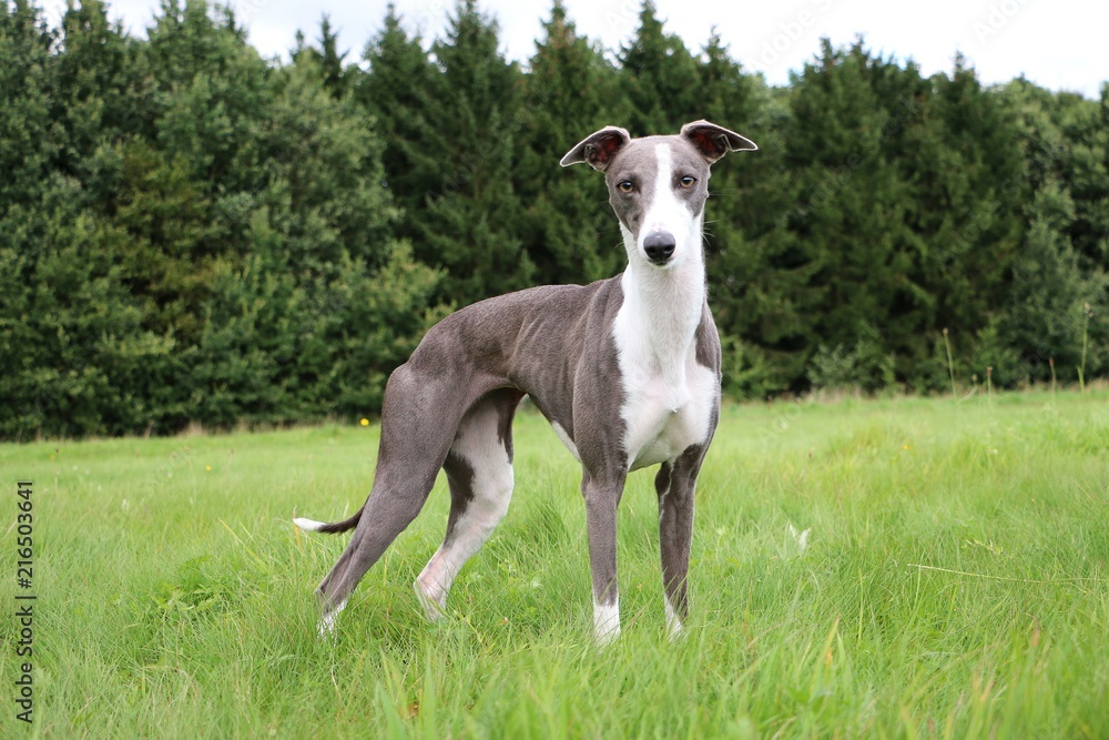 beautiful whippet portrait in the park